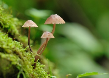 Großer Blut-Helmling (Mycena haematopus) - © Michaela und Gernot Friebes